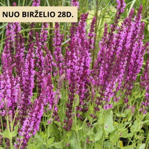 Šalavijas gojinis (Salvia nemorosa)  &#039;Pink Beauty&#039;